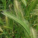 Hordeum murinum L. subsp. leporinum (Link) Arcang.Hordeum murinum L. subsp. leporinum (Link) Arcang.