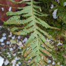 Polypodium cambricum  L.Polypodium cambricum  L.