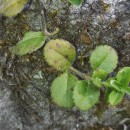 Veronica officinalis L.Veronica officinalis L.