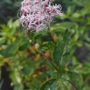 Eupatorium cannabinum L.Eupatorium cannabinum L.
