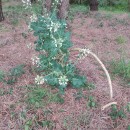 Brassica oleracea L. var. viridis .Brassica oleracea L. var. viridis .