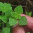 Clinopodium nepeta (L.) KuntzeClinopodium nepeta (L.) Kuntze