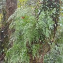 Davallia canariensis (L.) Sm.Davallia canariensis (L.) Sm.