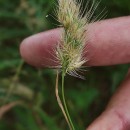 Cynosurus echinatus L.Cynosurus echinatus L.