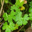 Geranium lucidum L.Geranium lucidum L.