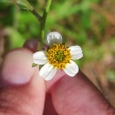 Bidens pilosa L. var. minor (Blume) SherffBidens pilosa L. var. minor (Blume) Sherff