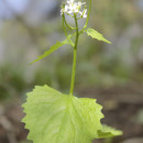 Alliaria petiolata (M. Bieb.) Cavara & GrandeAlliaria petiolata (M. Bieb.) Cavara & Grande
