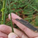 Cytisus scoparius (L.) LinkCytisus scoparius (L.) Link