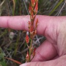 Narthecium ossifragum (L.) Huds.Narthecium ossifragum (L.) Huds.