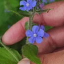 Pentaglottis sempervirens (L.) Tausch ex L.H. BaileyPentaglottis sempervirens (L.) Tausch ex L.H. Bailey