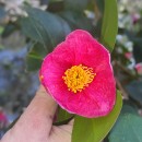 Camellia japonica L.Camellia japonica L.