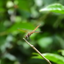 Trithemis annulata (Palisot de Beauvois, 1807)Trithemis annulata (Palisot de Beauvois, 1807)