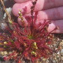 Drosera intermedia HayneDrosera intermedia Hayne