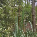 Typha latifolia L.Typha latifolia L.