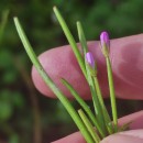 Epilobium parviflorum Schreb.Epilobium parviflorum Schreb.