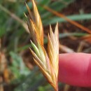 Bromus catharticus VahlBromus catharticus Vahl