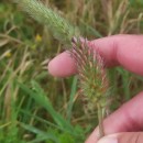 Trifolium angustifolium L.Trifolium angustifolium L.