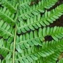 Dryopteris filix-mas (L.) SchottDryopteris filix-mas (L.) Schott