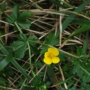 Potentilla erecta (L.) Raeusch.Potentilla erecta (L.) Raeusch.