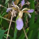Iris foetidissima L.Iris foetidissima L.