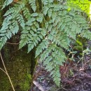 Davallia canariensis (L.) Sm.Davallia canariensis (L.) Sm.