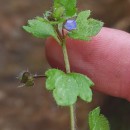 Veronica hederifolia L.Veronica hederifolia L.