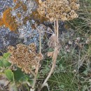 Angelica pachycarpa LangeAngelica pachycarpa Lange