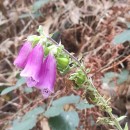 Digitalis purpurea L.Digitalis purpurea L.