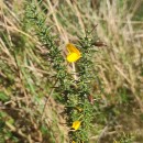 Ulex gallii Panch. subsp. breoganii (Castrov. & Valdés Berm.) Rivas Mart., T.E. Díaz, Fern. Prieto, Loidi & PenasUlex gallii Panch. subsp. breoganii (Castrov. & Valdés Berm.) Rivas Mart., T.E. Díaz, Fern. Prieto, Loidi & Penas