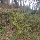 Prunus persica (L.) BatschPrunus persica (L.) Batsch