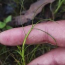 Isolepis fluitans (L.) R.Br.Isolepis fluitans (L.) R.Br.