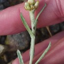 Helichrysum luteoalbum (L.) Rchb.Helichrysum luteoalbum (L.) Rchb.