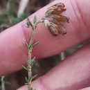 Erica tetralix L.Erica tetralix L.