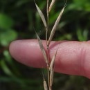 Brachypodium pinnatum (L.) Beauv.Brachypodium pinnatum (L.) Beauv.