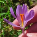 Crocus serotinus  Salisb.Crocus serotinus  Salisb.