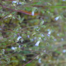 Campanula erinus L.Campanula erinus L.