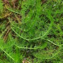 Trocdaris verticillatum (L.) Raf.Trocdaris verticillatum (L.) Raf.