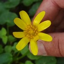Ficaria verna Huds.Ficaria verna Huds.
