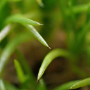 Sagina micropetala RauschertSagina micropetala Rauschert