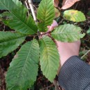 Castanea sativa Mill.Castanea sativa Mill.