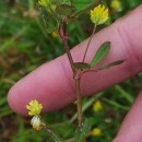Trifolium dubium Sibth.Trifolium dubium Sibth.