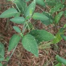 Solanum chenopodioides Lam.Solanum chenopodioides Lam.