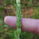 Koeleria crassipes LangeKoeleria crassipes Lange