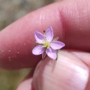 Spergularia rubra (L.) J. & C. PreslSpergularia rubra (L.) J. & C. Presl