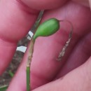 Narcissus triandrus L. subsp. triandrusNarcissus triandrus L. subsp. triandrus