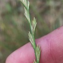 Lolium rigidum  GaudinLolium rigidum  Gaudin