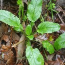 Scrophularia auriculata L.Scrophularia auriculata L.