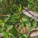 Arnica montana L. subsp. atlantica A. BolòsArnica montana L. subsp. atlantica A. Bolòs