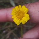 Coleostephus myconis (L.) Reichenb. fil.Coleostephus myconis (L.) Reichenb. fil.