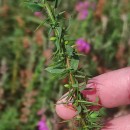 Genista berberidea LangeGenista berberidea Lange